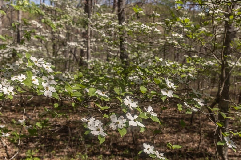 27064 Hickory Tree Lane — photo 70