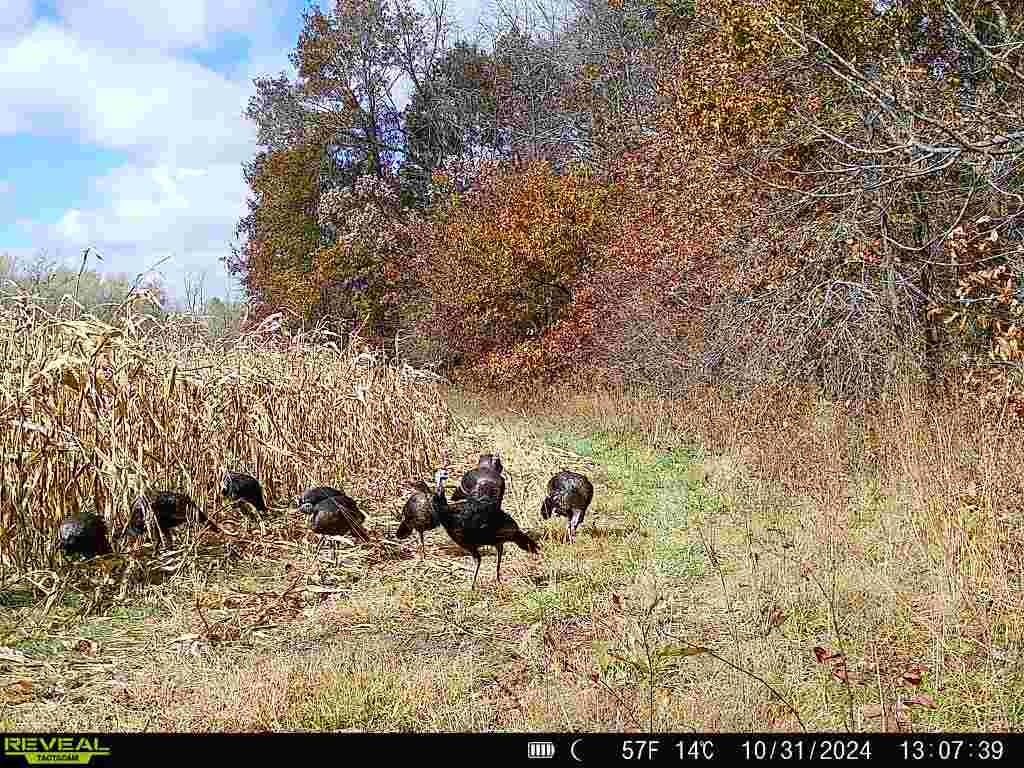 Monroe Rd 117 Road — photo 5