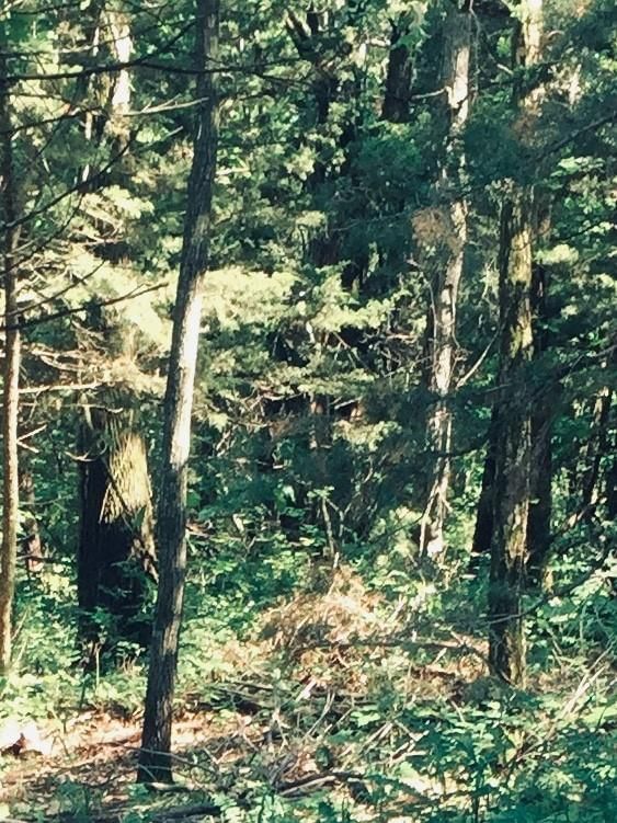 42 Wood Drive — photo 3