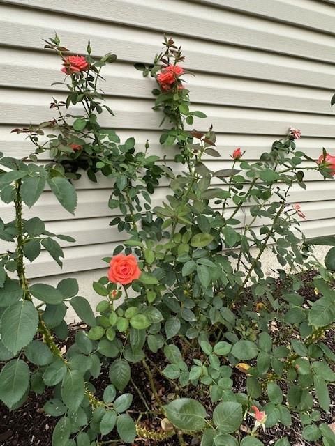 Photo 39 of 54 - 15703 W 125th Street