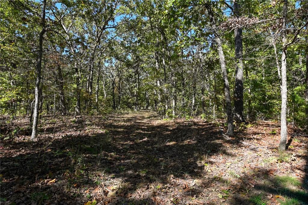33981 County Road 96 Highway — photo 31