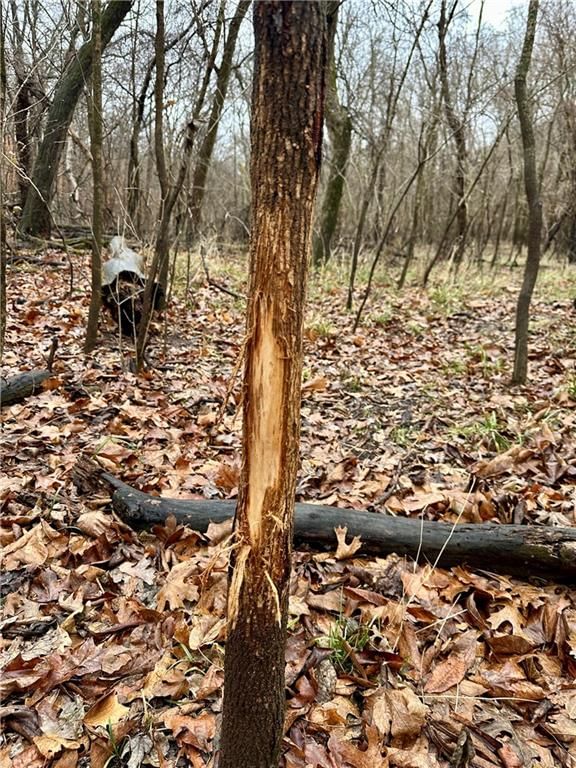 Bar Hollow Dr Road — photo 13