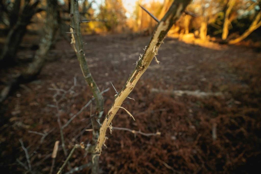 00000 Lonestar Road — photo 31