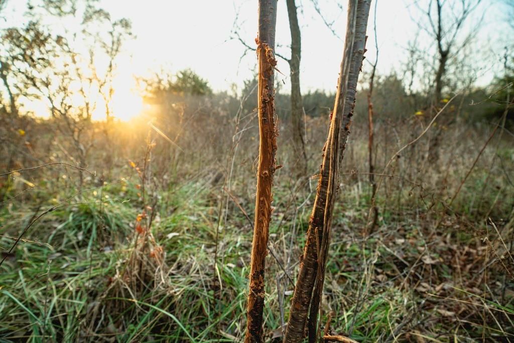 00000 Lonestar Road — photo 41