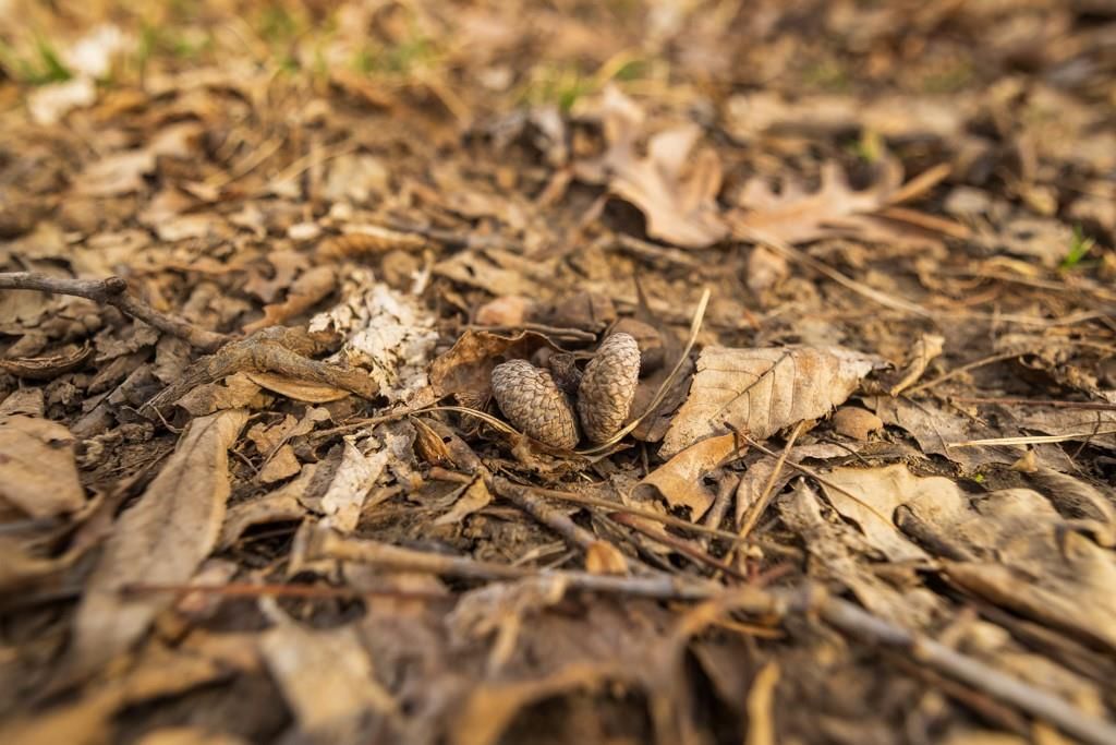 TBD Rattlesnake Road — photo 44