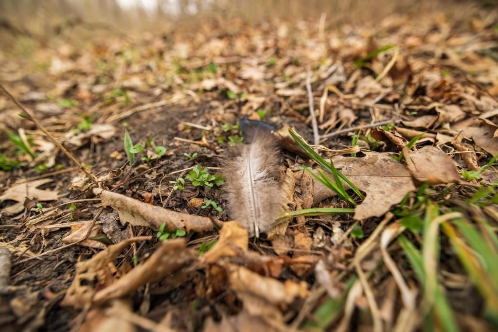 TBD Rattlesnake Road — photo 45