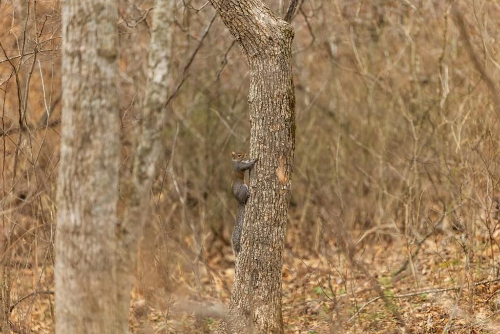 TBD Rattlesnake Road — photo 52