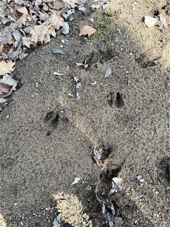 Petty Mill Trail — photo 16