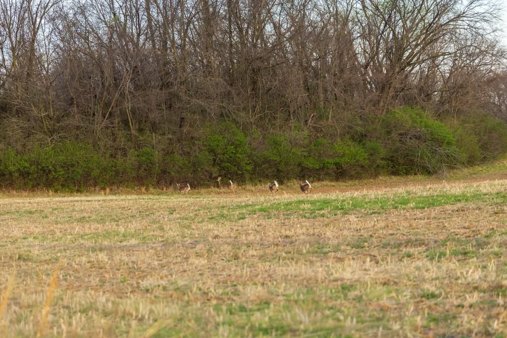 Photo 44 of 49 - Ruth Ewing Road, Liberty, MO 64068