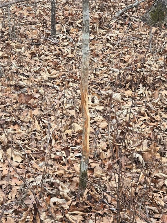 80 +/- Acres Proctor Lane — photo 32