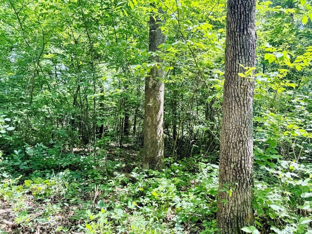 TBD1 E 1550 Road — photo 15