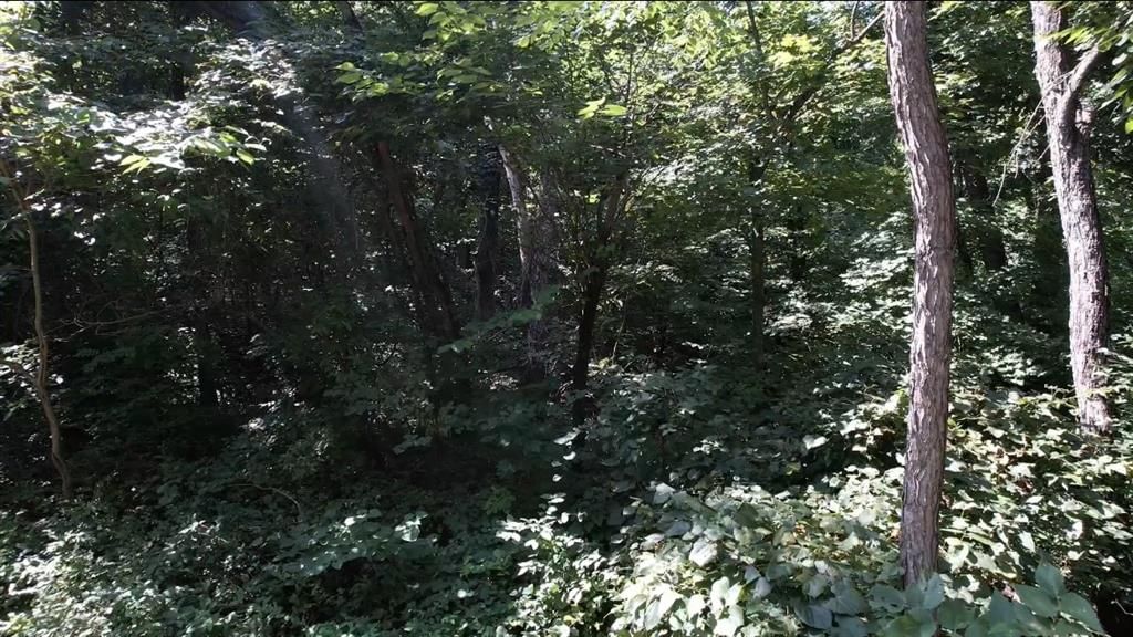 53,57,61 & 65 Locust Drive — photo 5