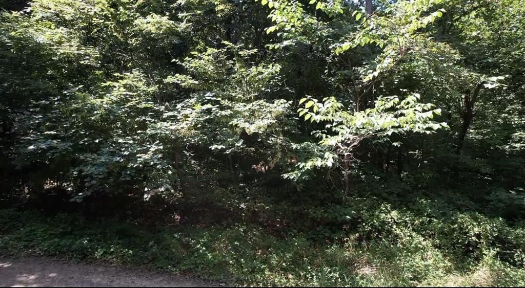 53,57,61 & 65 Locust Drive — photo 10