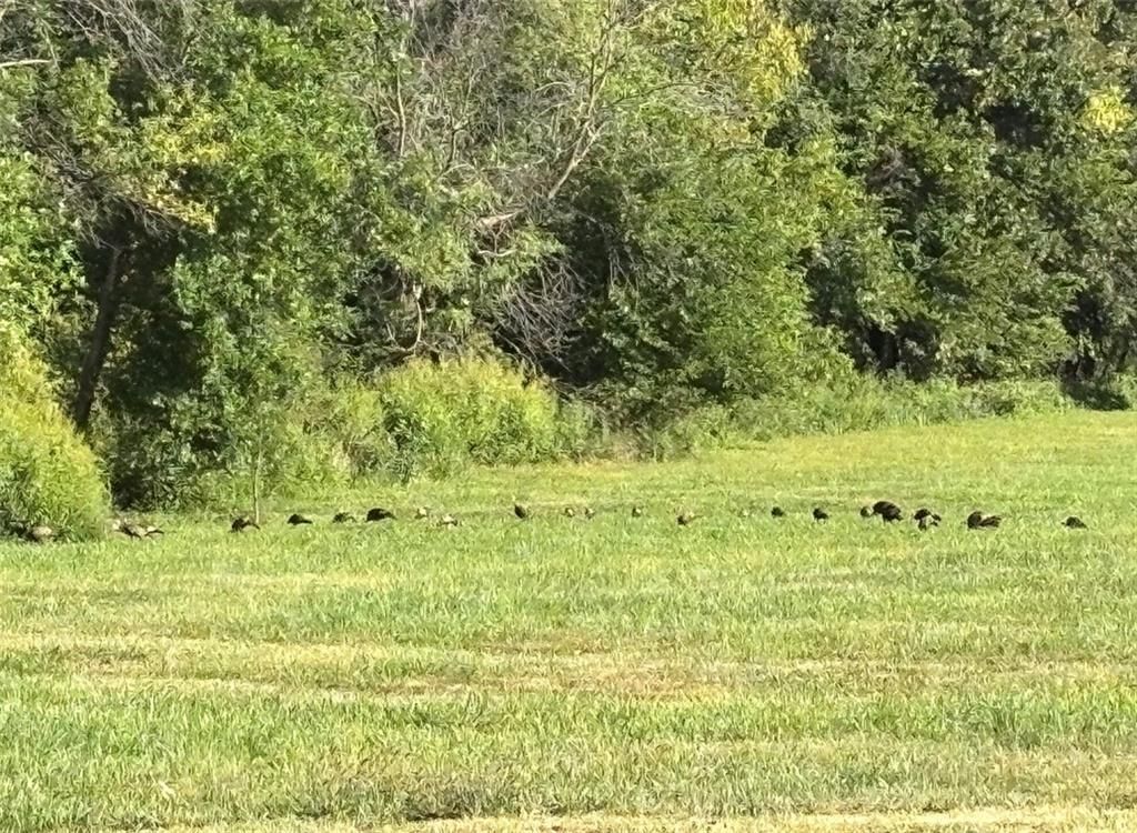 Ozark Lane — photo 4