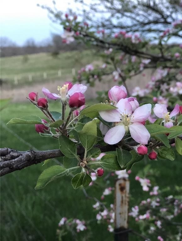 Photo 41 of 50 - 14113 Cameron Road, Excelsior Springs, MO 64024