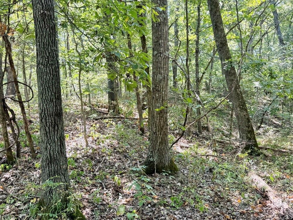 000 SE 500 Road — photo 14