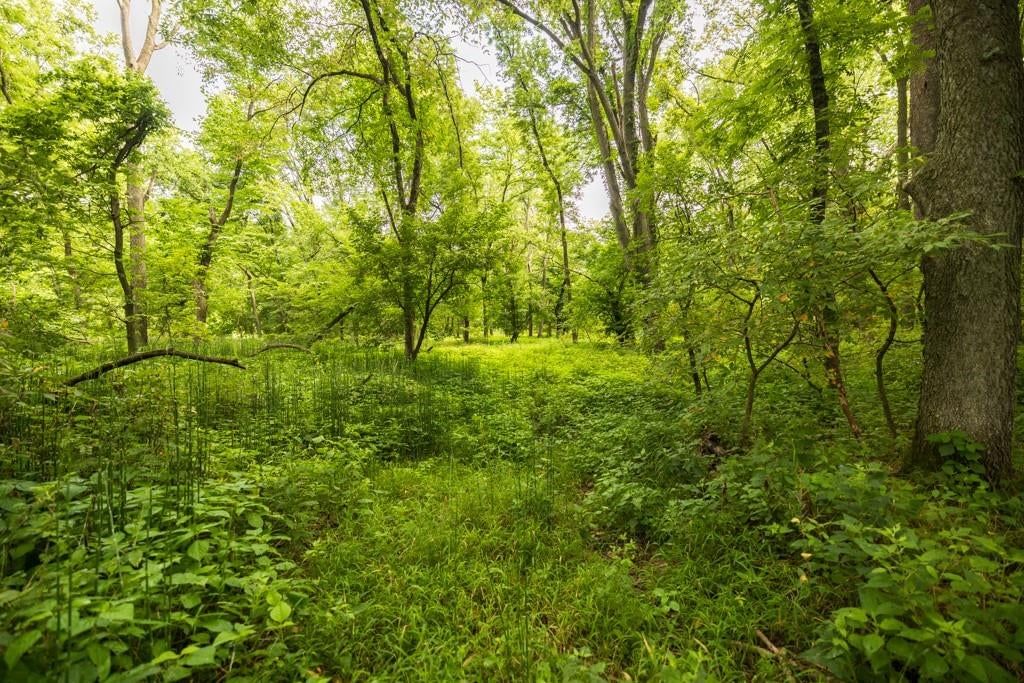 Photo 49 of 69 - NW 188th Street, Holt, MO 64048