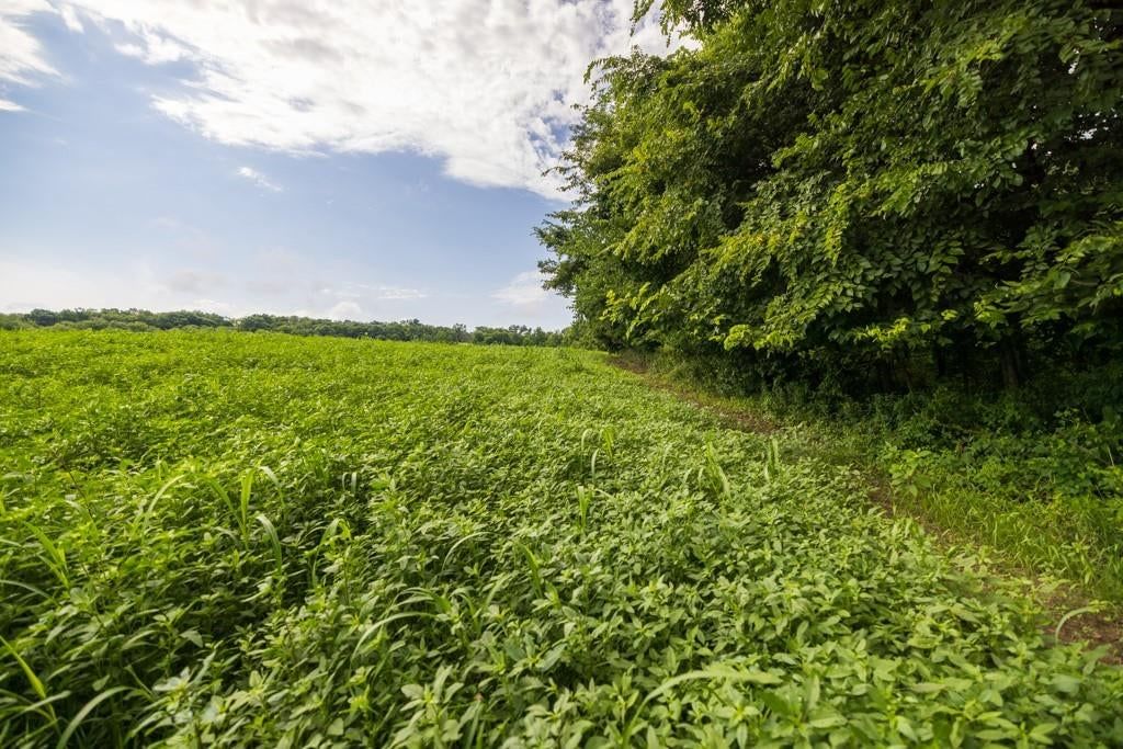 Photo 61 of 69 - NW 188th Street, Holt, MO 64048