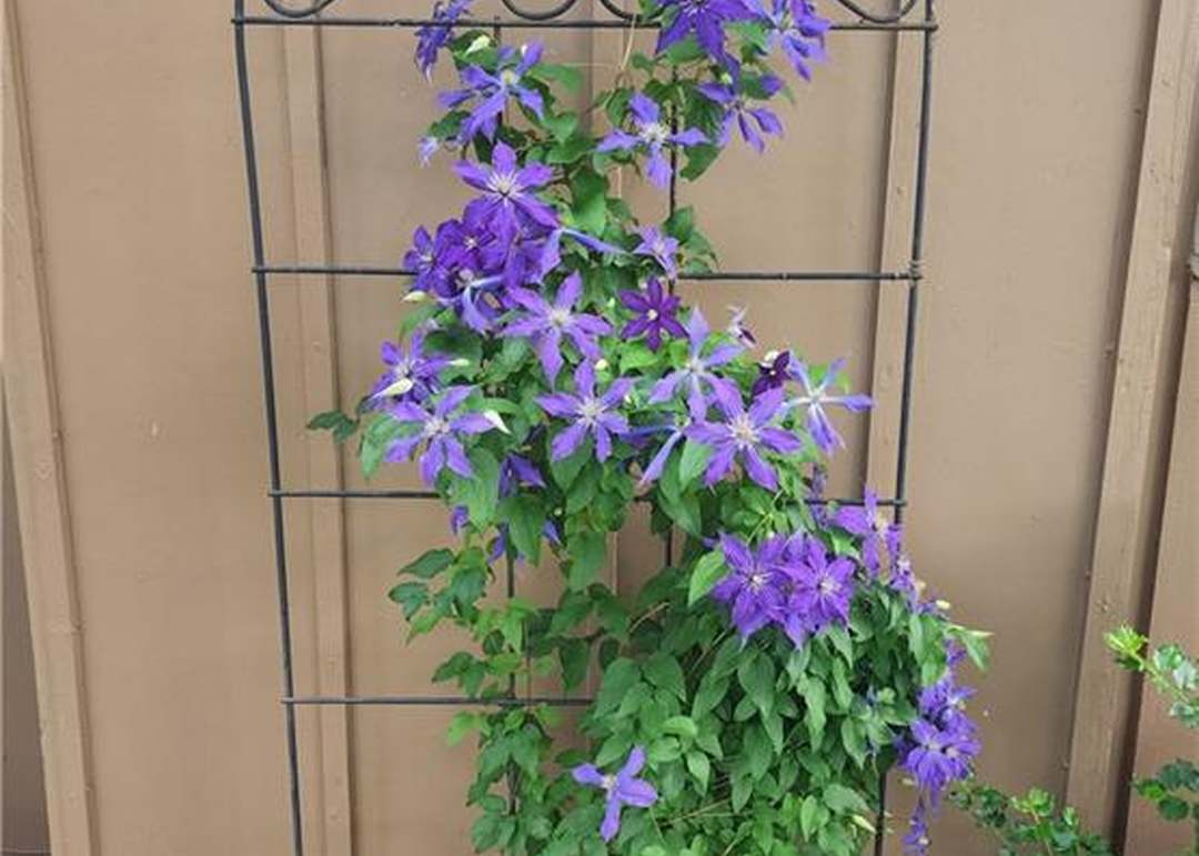 2005 Maverick Trail — photo 54